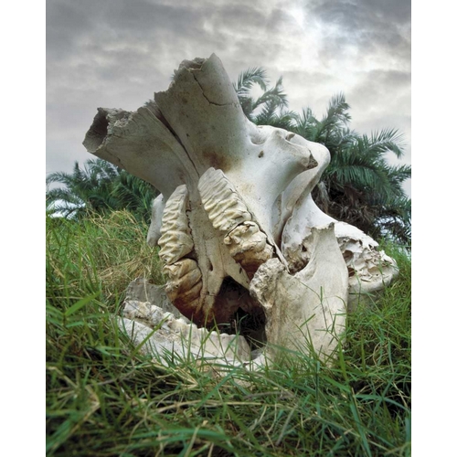 Kenya, Masai Mara Game Reserve Elephant skull